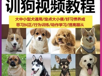 养狗训狗视频教程（全犬通用）